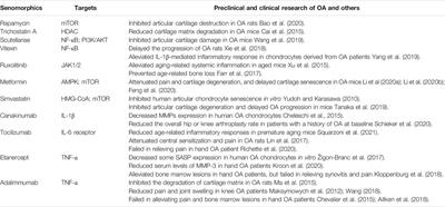 Aging, Cell Senescence, the Pathogenesis and Targeted Therapies of Osteoarthritis